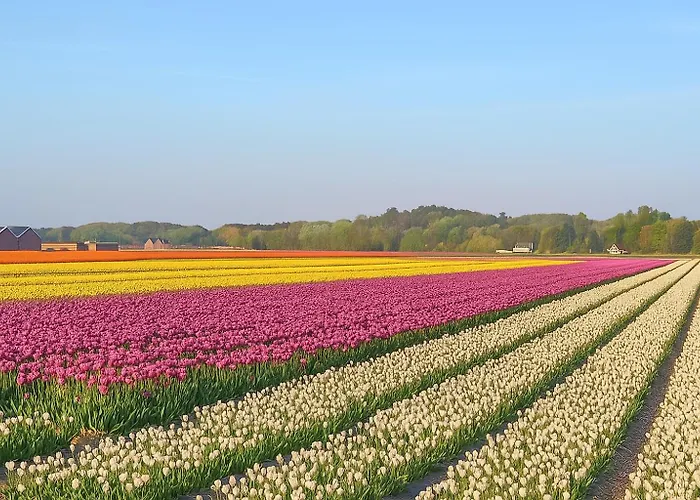 Bed & Breakfast De Strandgaper Egmond 3*