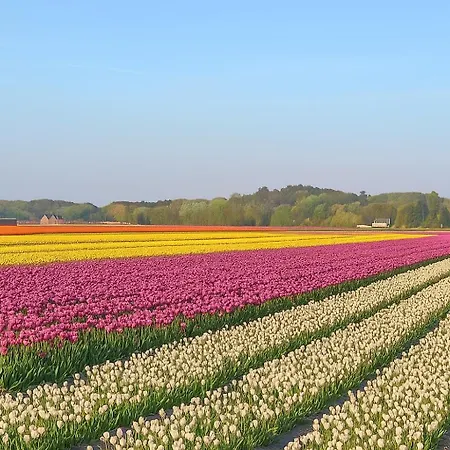 Bed & Breakfast De Strandgaper Egmond 3*